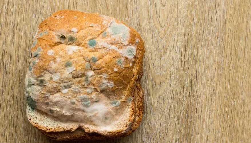 Плесень на кусочке хлеба. Сонник хлеб с плесенью. Плесень на хлебе. Испорченный хлеб. Приснилась сдобная булка.