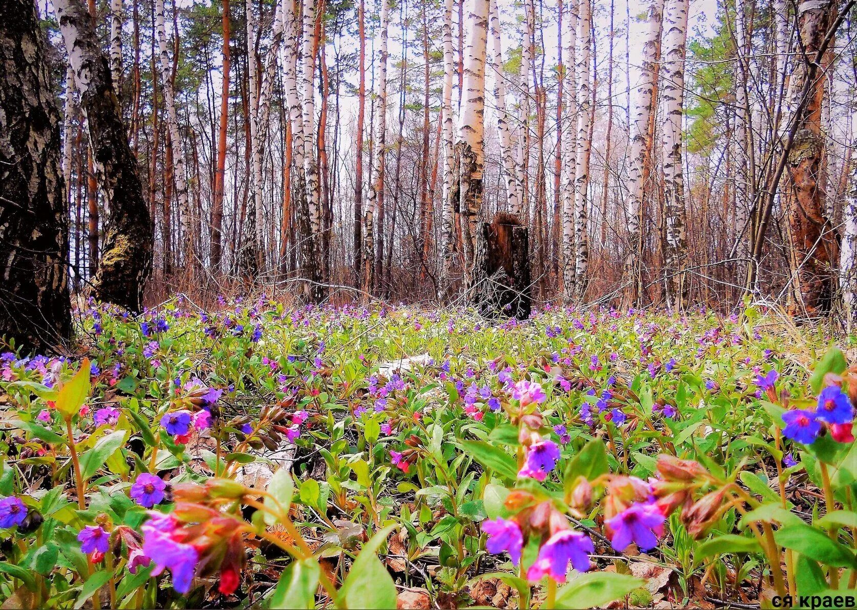 Синие цветы в лесу. Ландыш раннецветущее растение. Фиолетовые лесные цветы. Майские лесные цветы купальница. Колокольчики в лесу.