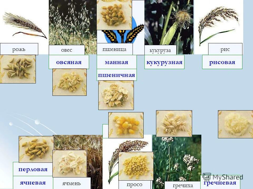 на складе были пшеница овес