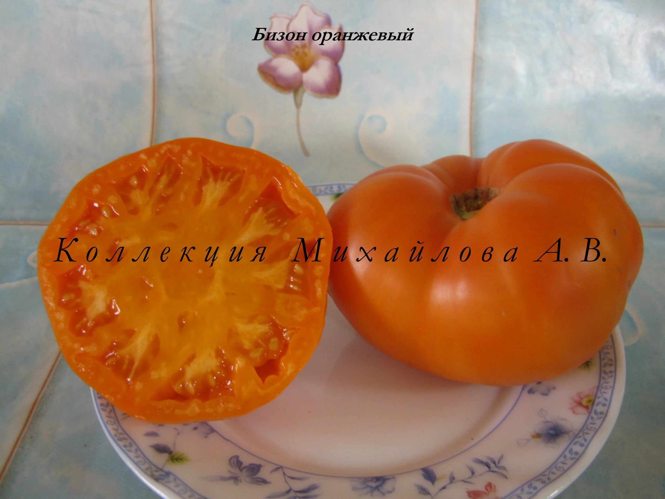 Томат бизон оранжевый отзывы. Томат бизон оранжевый. Томат бизон желтый и оранжевый. Томат бизон оранжевый отзывы. Бизон оранжевый.