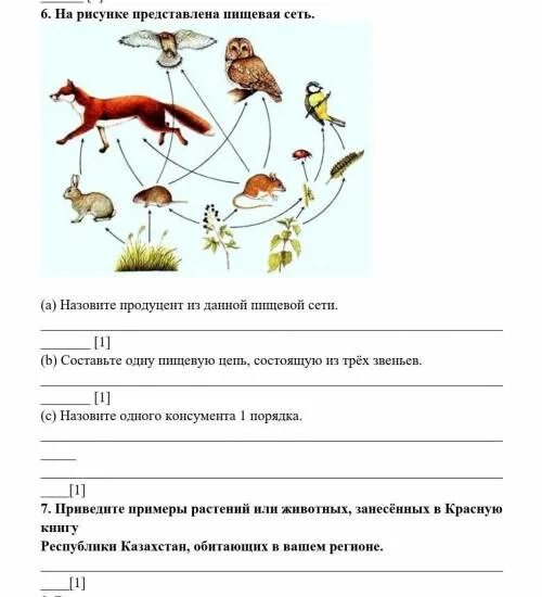 Пищевая цепь состоящая из трех звеньев. На рисунке представлена пищевая сеть. Пищевая цепь из 3 пищевых цепей. Из чего состоит пищевая цепь из пищевых сетей. Пищевые цепи состоят из продуцентов.