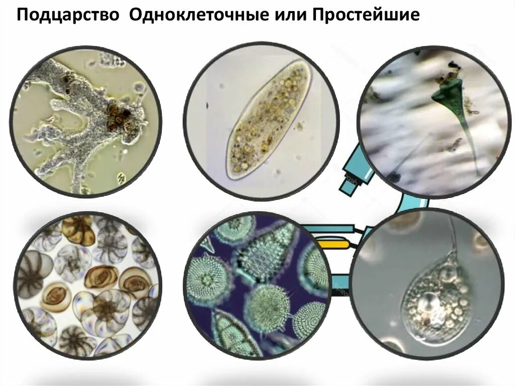 Царство одноклеточных. Классификация одноклеточных животных. подцарство одноклеточные. общая характеристика одноклеточных. подцарство одноклеточные животные или простейшие.