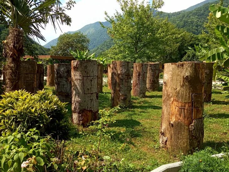 Бортник абхазия. Бортничество в абхазии. пасека медовый двор абхазия.