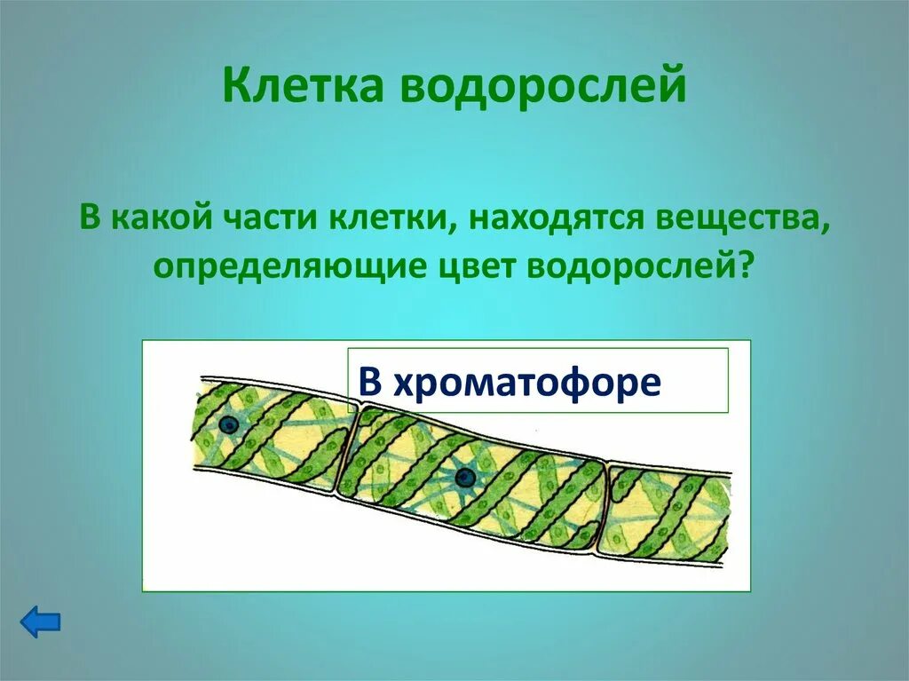 Спирогира питание. Хроматофор спирогиры. Клетка водоросли. Клетка зеленой водоросли. Части клетки водоросли.