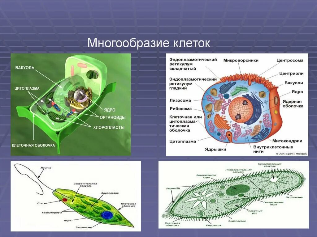 Эукариотический организм прокариотический организм. Многообразие клеток строение эукариотических клеток. Разнообразие эукариотических клеток рисунок. Многообразие клеток. Прокариотические и эукариотические клетки. Разнообразие клеток эукариот.