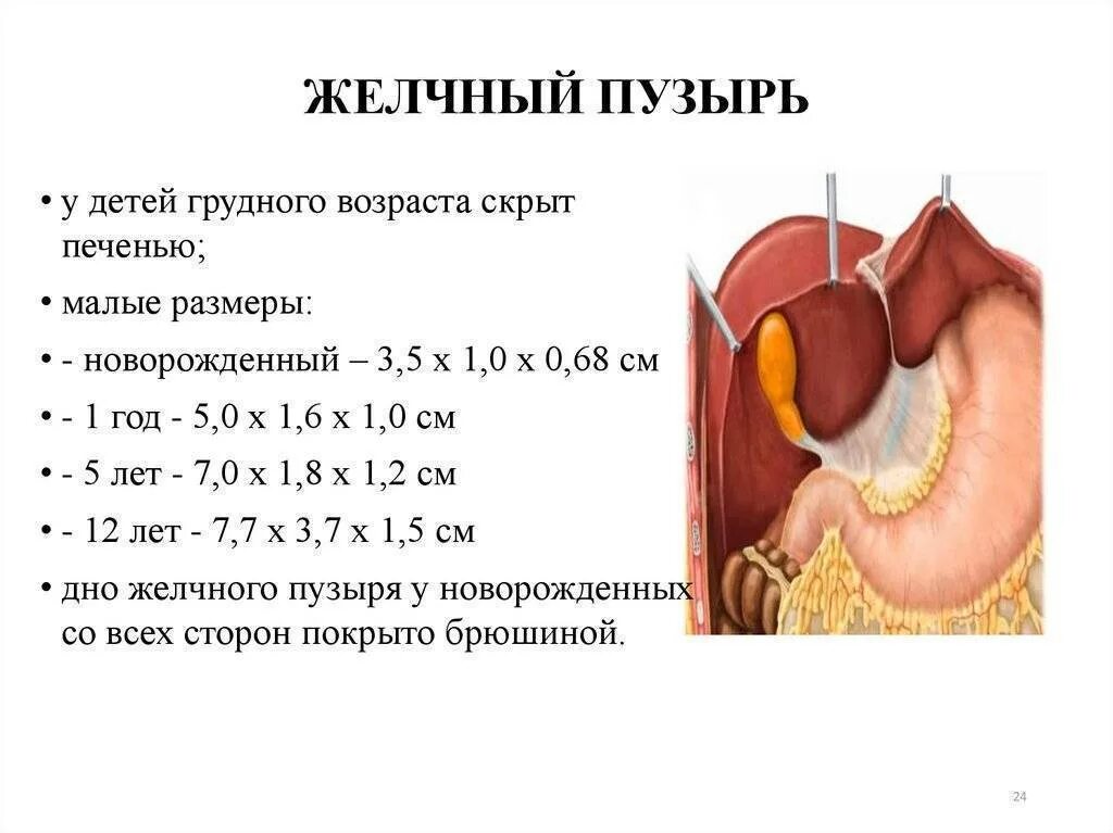 Желчный пузырь у новорожденного. Размер желчного пузыря у ребенка 10 лет. Размер желчного пузыря у ребенка 5 лет. Размер желчного пузыря у ребенка 9 лет. Норма желчного пузыря у ребенка 6 лет.