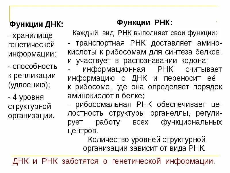 Функции ДНК И РНК. Основные функции ДНК И РНК. Строение и функции ДНК И РНК.