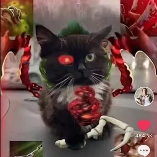 Коты дота 2