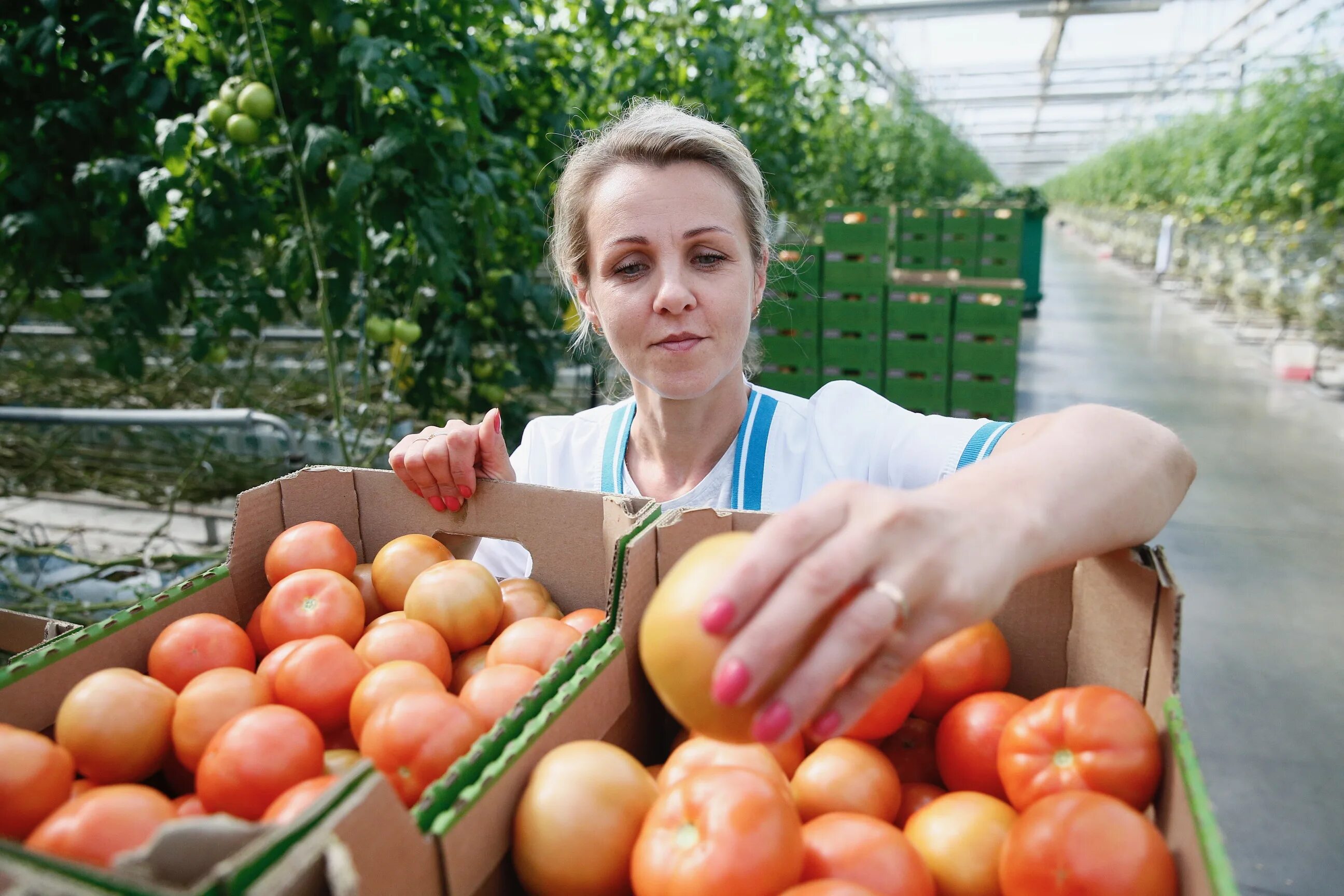 Работа в краснодаре крае. Тепличные хозяйства на Кубани Краснодарский край. Овощи Краснодарского края. Овощеводство. Овощеводство на Кубани.