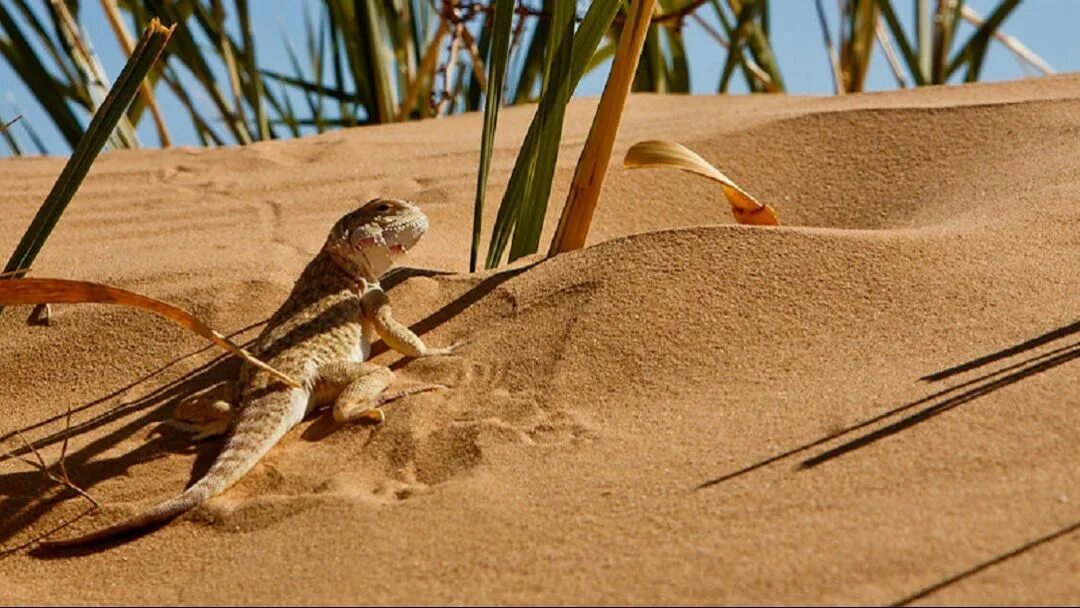 Ящерица в песке. Бархан Сарыкум ящерица круглоголовка. Ящерица в полупустыне. Бархан Сарыкум фауна. Варан пустыни сахара.