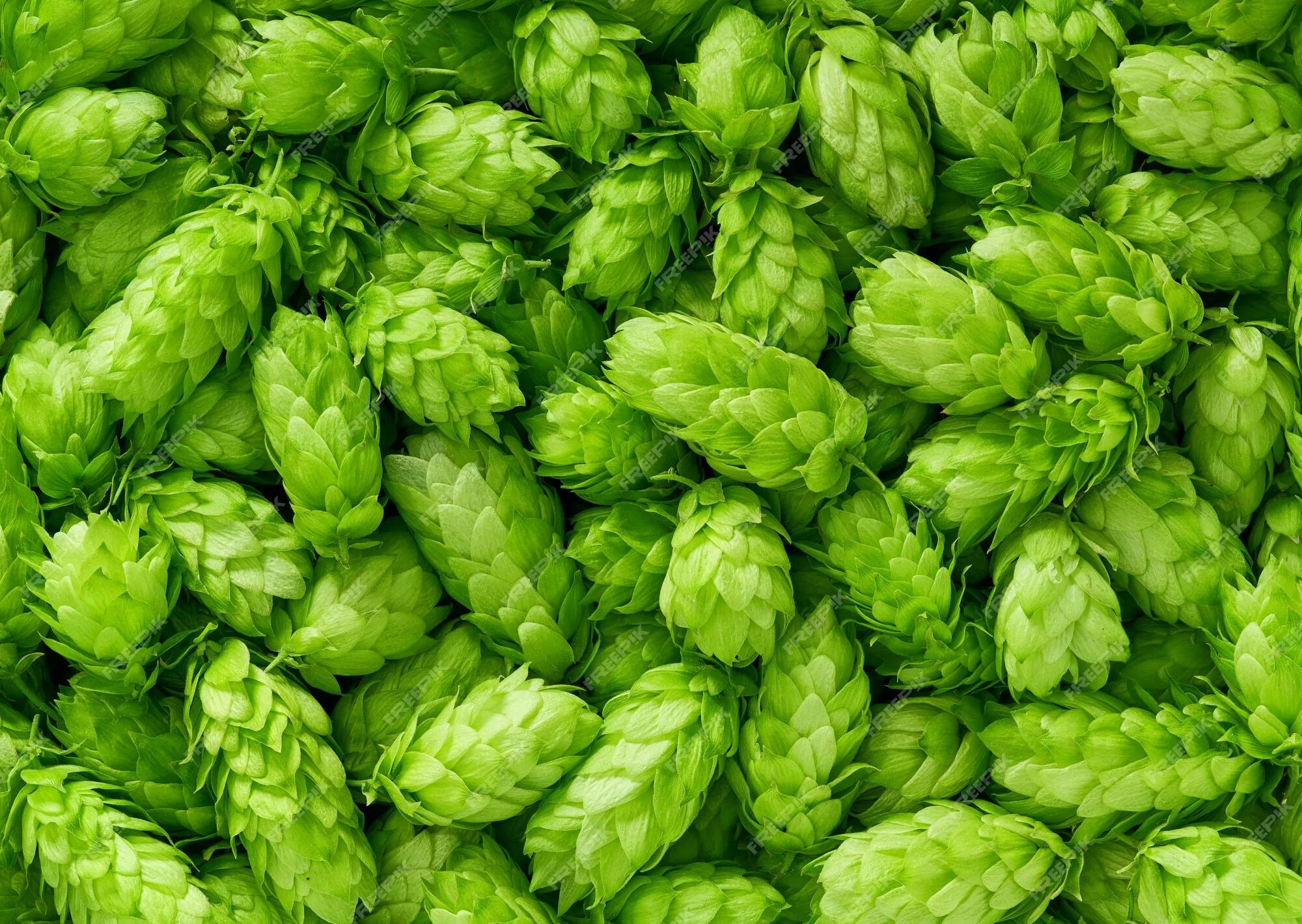 Hop