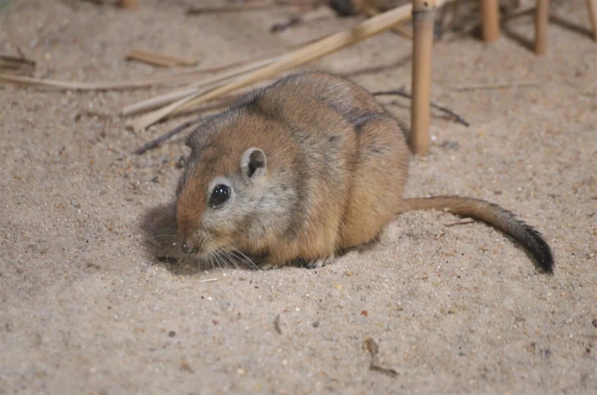 Песчанка область. Гребенщиковая песчанка. Монгольская полевка. Тушканчик песчанка. С.
