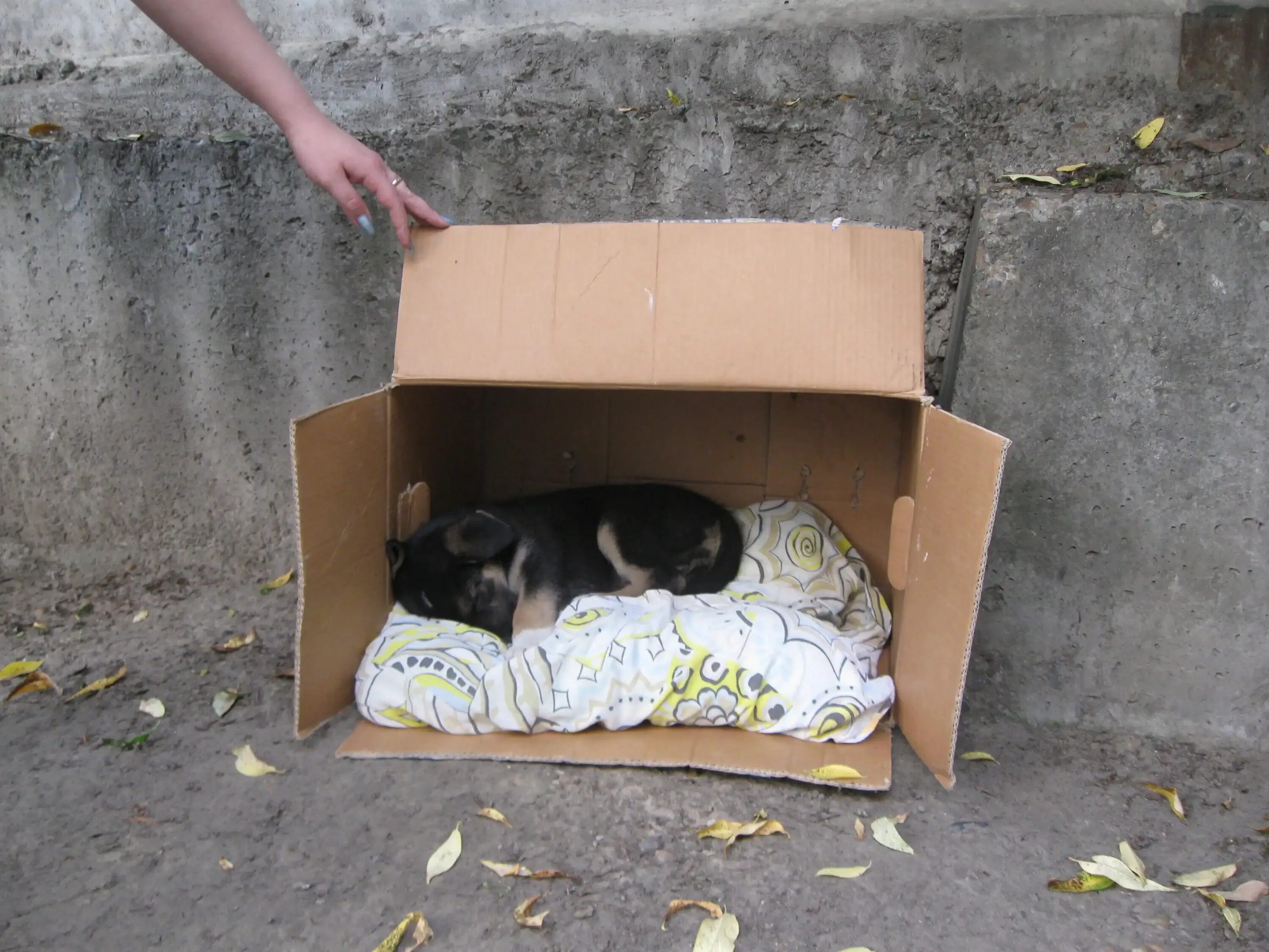 картонная коробка на улице. коробка front. бездомные в картонных коробках. коробка на мусорке. бомжи в картонных коробках.