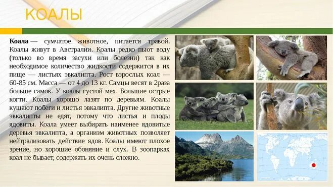 Коала сообщение 7 класс. Коала сообщение для 2 класса. коала в австралии сообщение. коала презентация. доклад про коалу 2 класс.