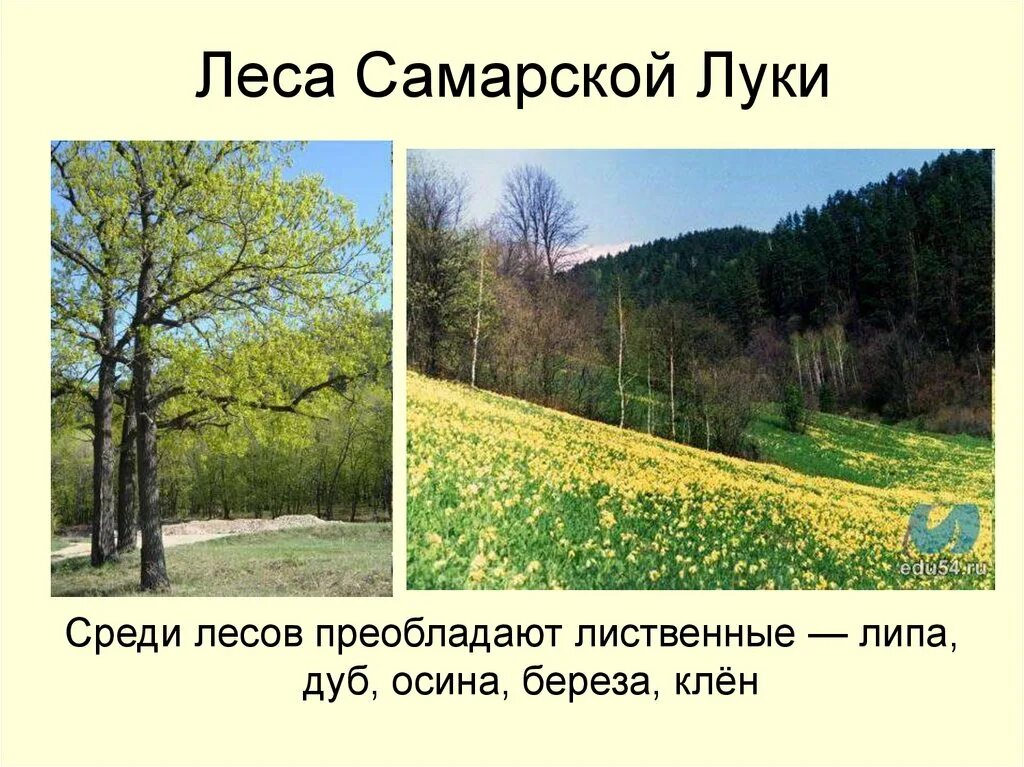 Какая растительность преобладает в нашем крае