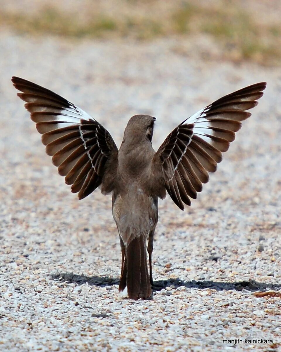 Пересмешник. Пересмешниковые птицы. Mockingbird птица. Многоголосый пересмешник птица.