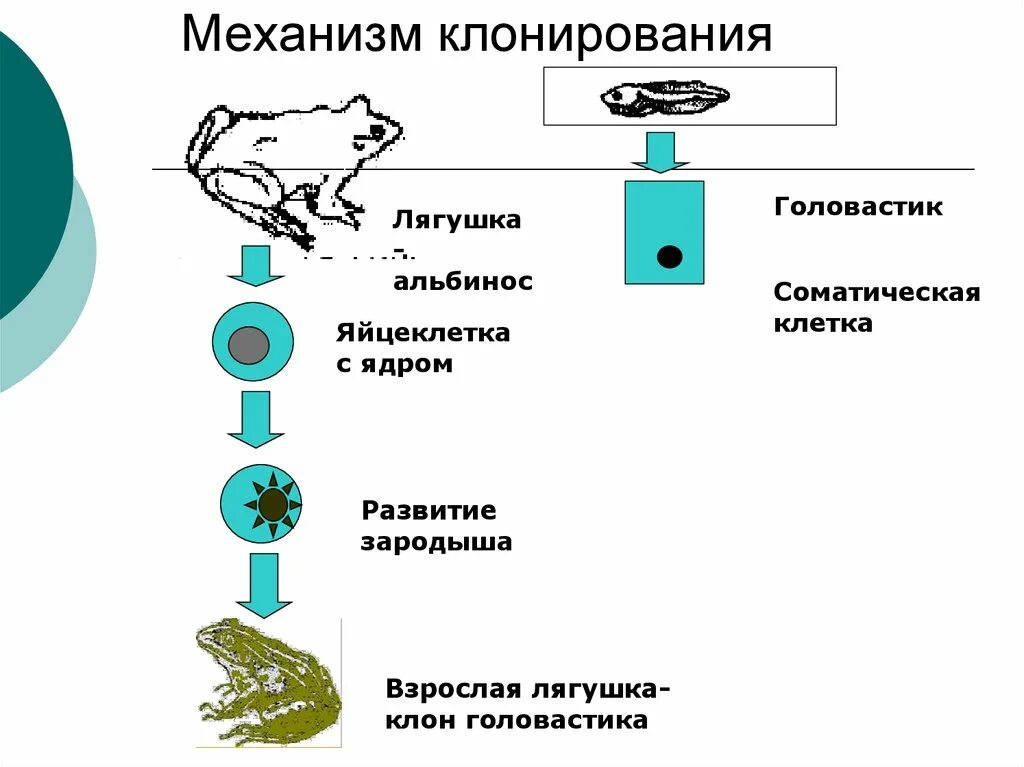 Эксперименты клонирования. Клонирование амфибий (дж. гёрдон). гердон клонирование лягушки. клонирование лягушки схема. механизм клонирования.