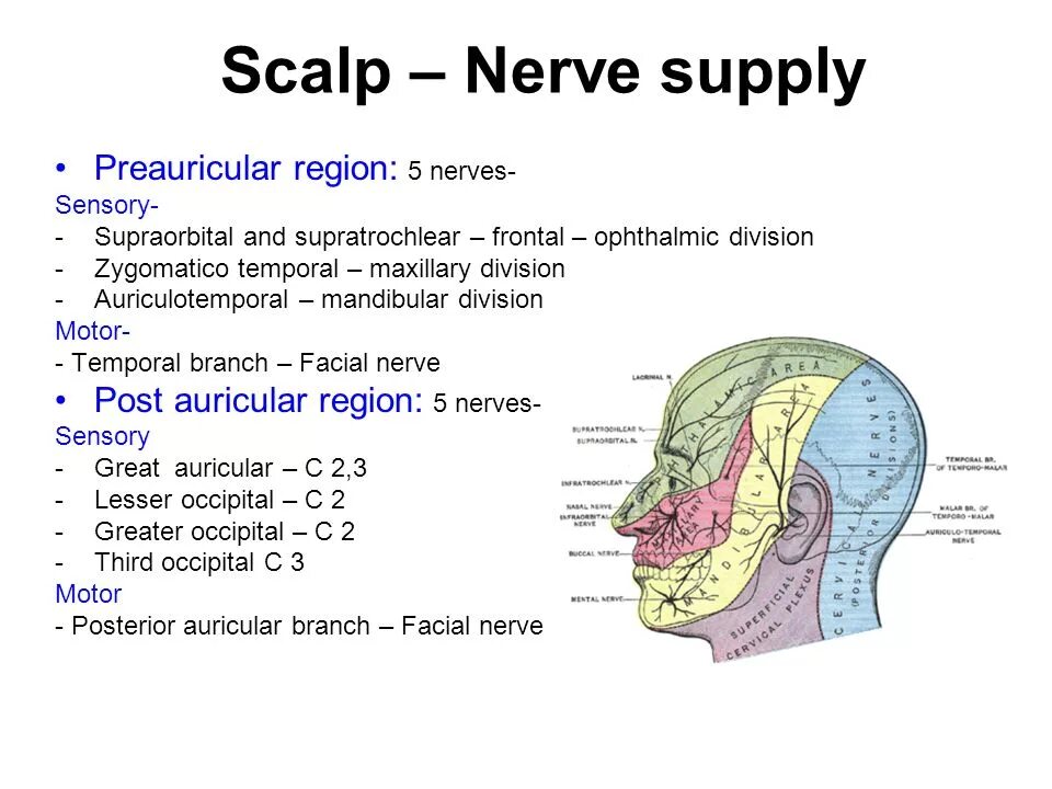 Аббревиатура Scalp Anatomy. Scalp перевод