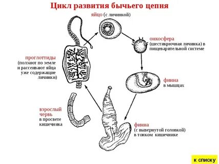 Схема жизненного цикла цепня