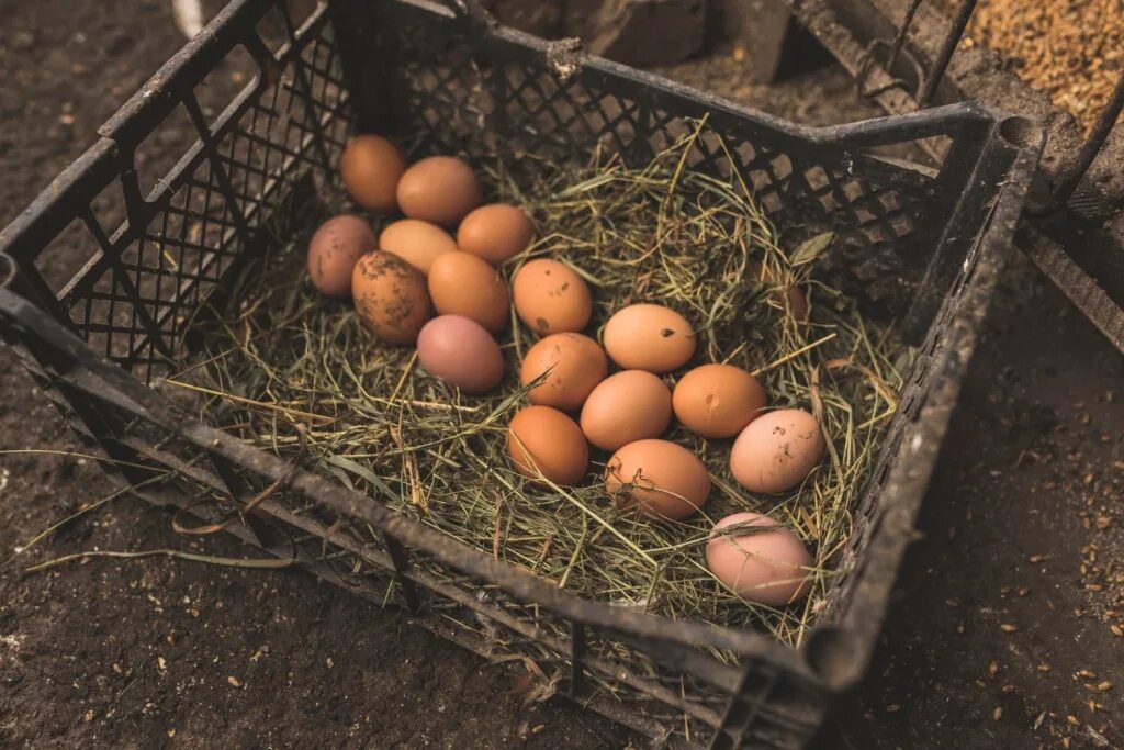 Дефицит яиц и курицы