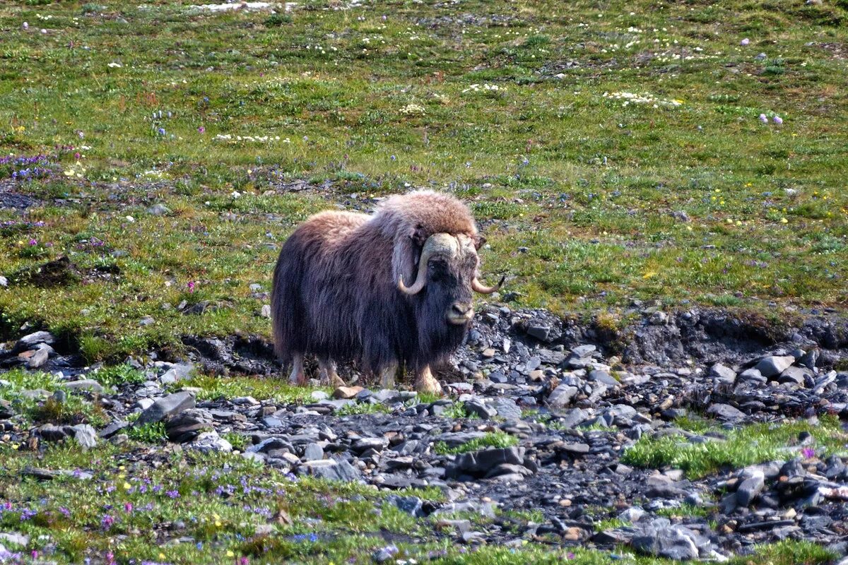 обитания овцебыка. овцебык на чукотке. обитания овцебыка. гренландский овцебык. овцебык в кроноцком заповеднике.