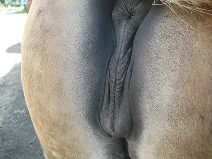 Horse vigina pics - plum.gent.