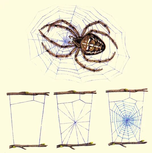 Паук сплел паутину как показано на рисунке. Ловчая сеть паука крестовика. Строение ловчей сети паука. Класс паукообразные ловчая сеть. Паутина паука крестовика рисунок.