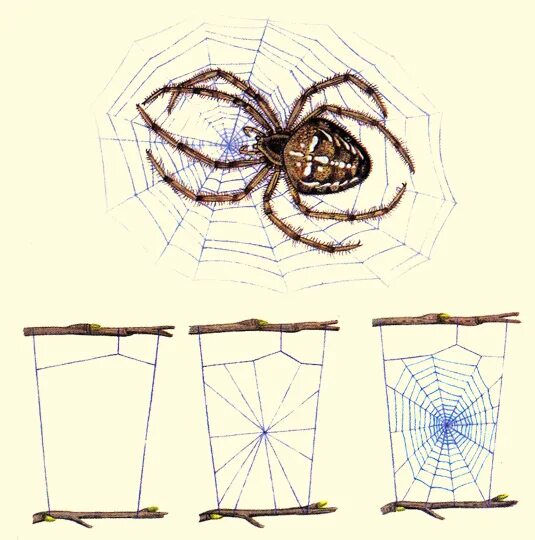 Паук сплел паутину как показано на рисунке