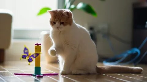 Как поиграть с кошкой