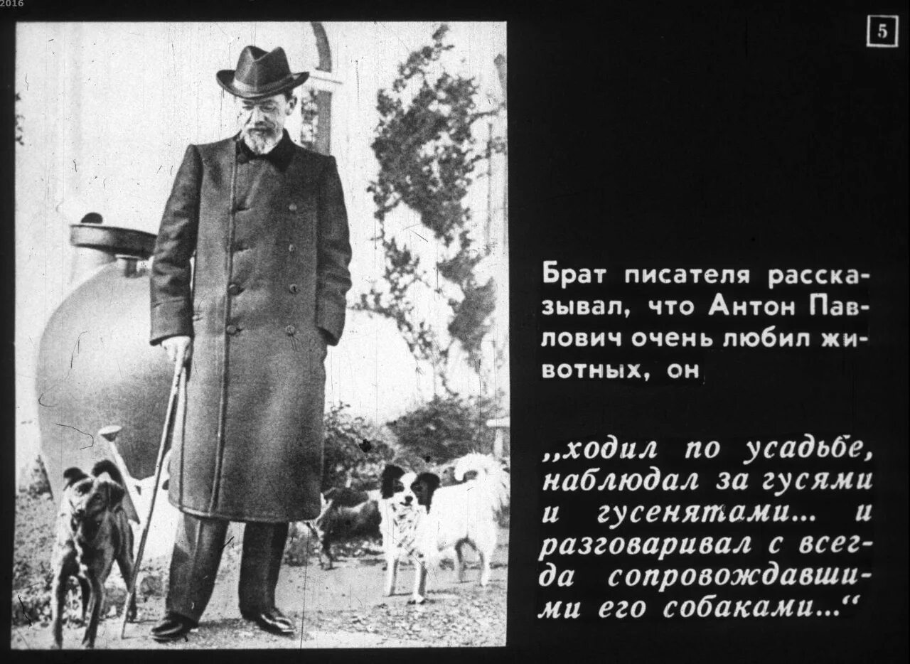 А п чехов собака. Чехов и его собаки. Чехов с таксами. Чехов с собакой. Каштанка.