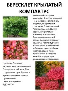 Бересклет крылатый фото и описание кустарника