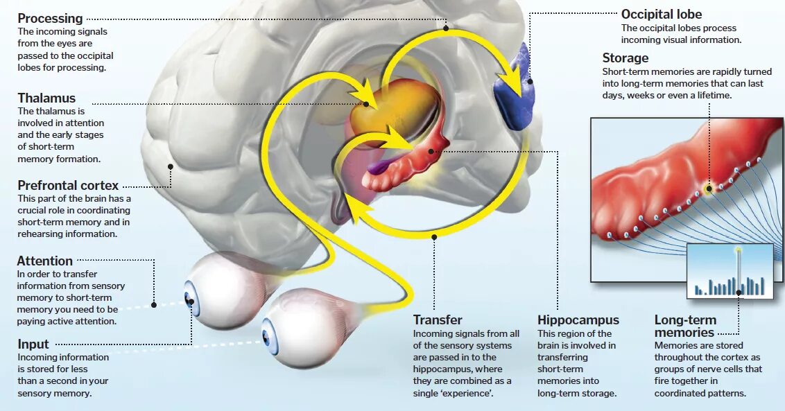 Short memory. Short term Memory. Short term Memory vs long term Memory. Long term Memory картинки. Working Memories.