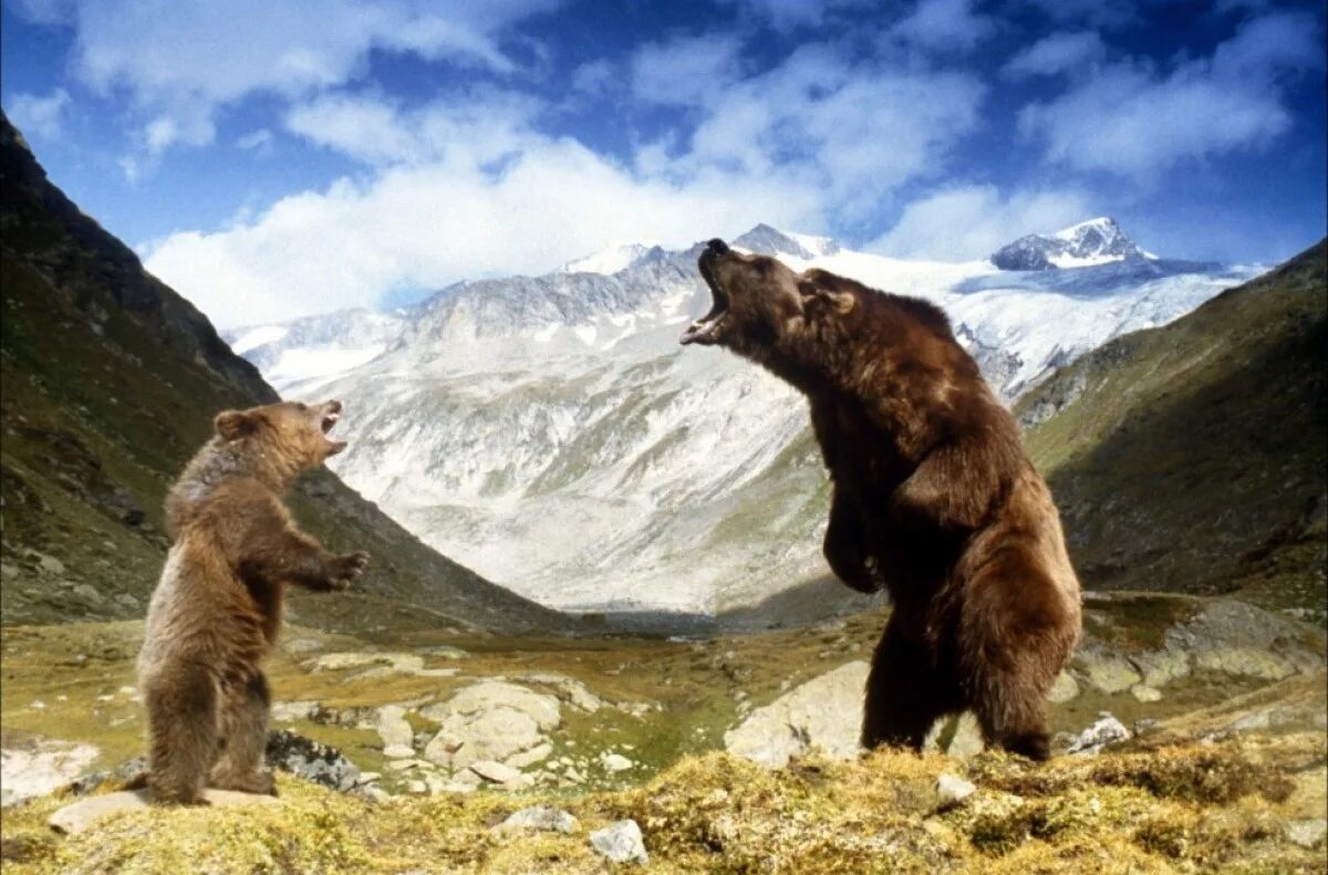 Вид прийти. Медведь фильм 1988. Фильм Жан Жака Анно медведь. Фильм медведь 1988 медведь. «Медведь» (l' ours), 1988 год, Режиссер – Жан-Жак Анно..