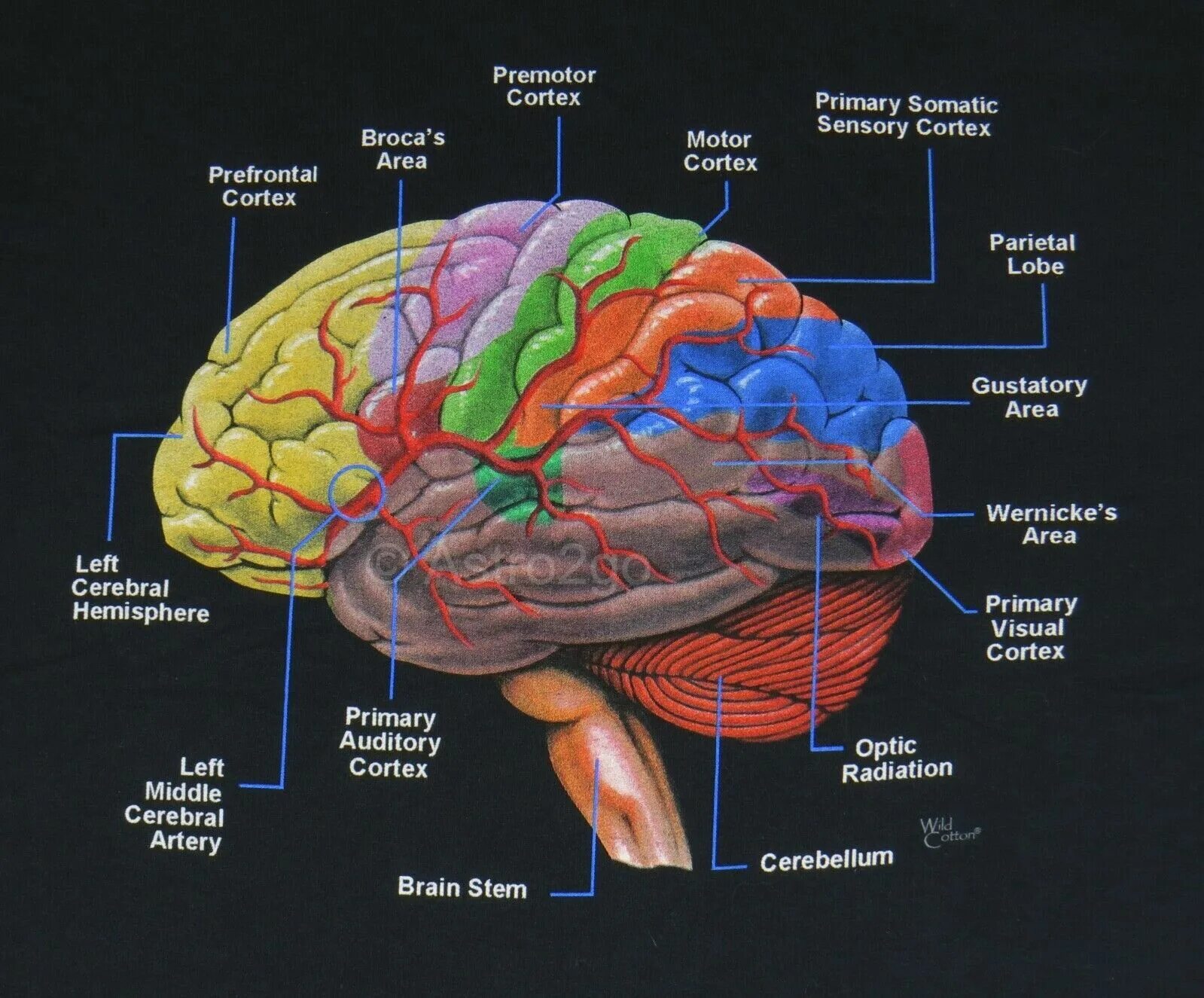 Биология мозга учебники. Мозг биология. Brain Cortex. Костный мозг анатомия. Доли головного мозга.