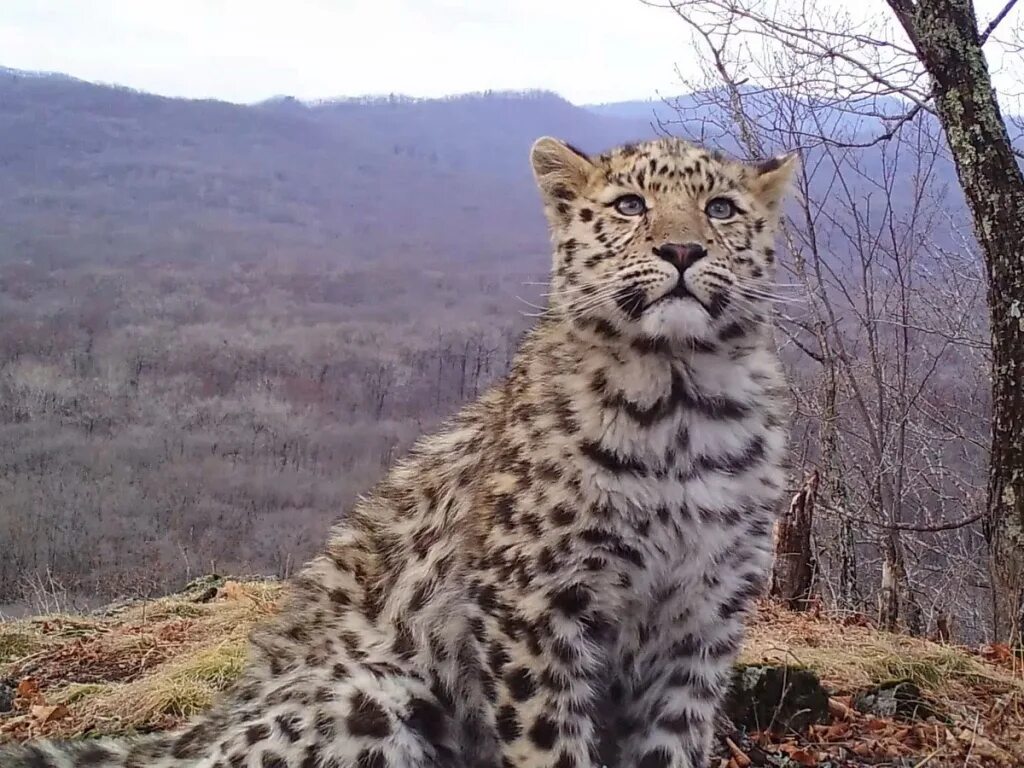 Фауна приморского края