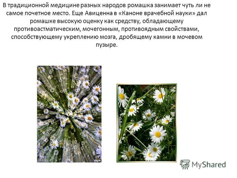 Ромашка в гинекологии лекарственные средства. Чай "ромашка". Биологически активные вещества ромашки. Ромашка при беременности. Можно ли ромашку при давлении.