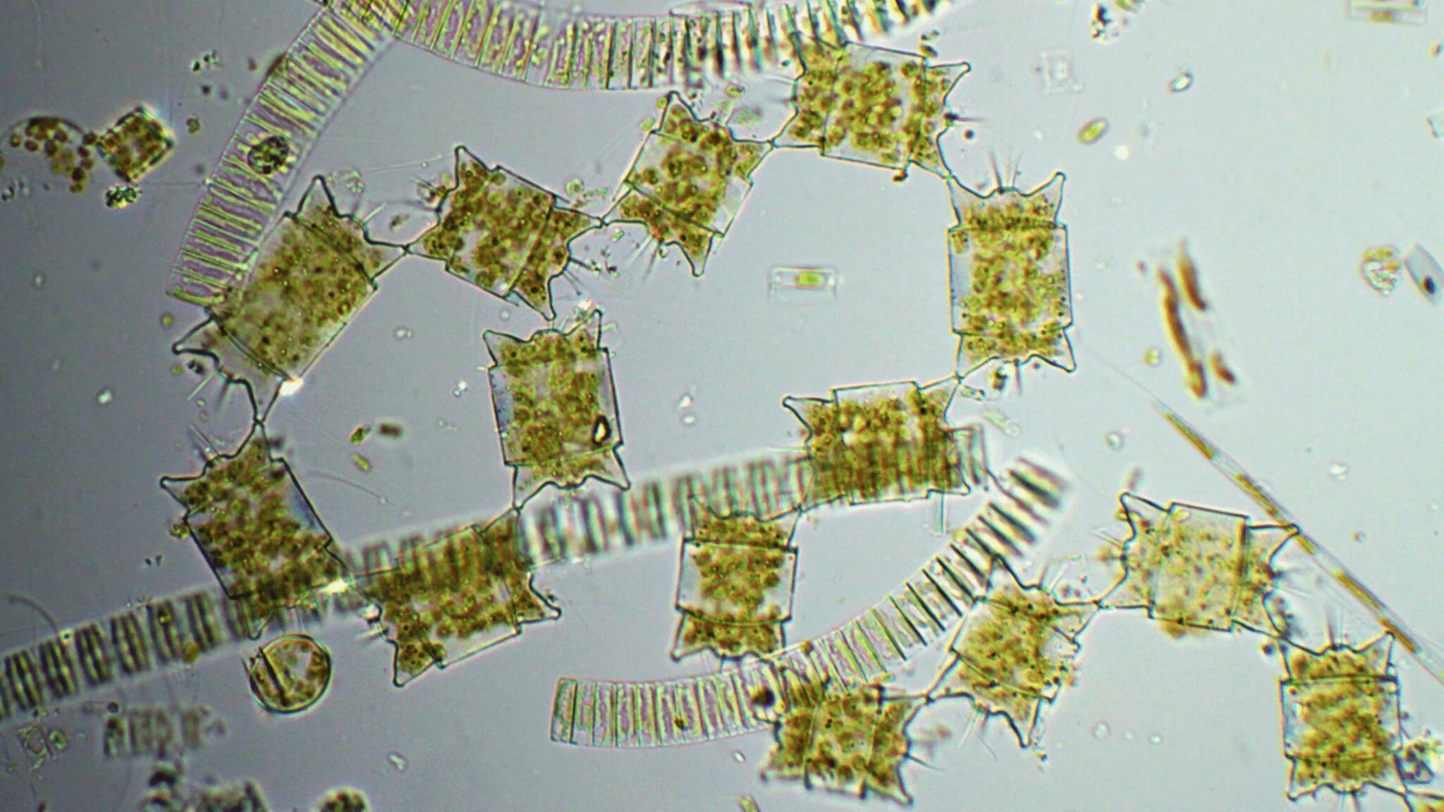 Фитопланктон - серрация саллинария. Фитопланктон под микроскопом. Фитопланктон водоросли. Фотография фитопланктона под микроскопом.