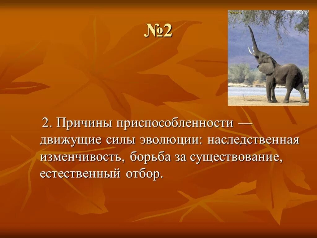 Движущие силы эволюции борьба за существование. Причины приспособленности. Борьба за существование и естественный отбор. Борьба за существование и естественный отбор движущие силы эволюции. Считал борьбу за существование движущей силой