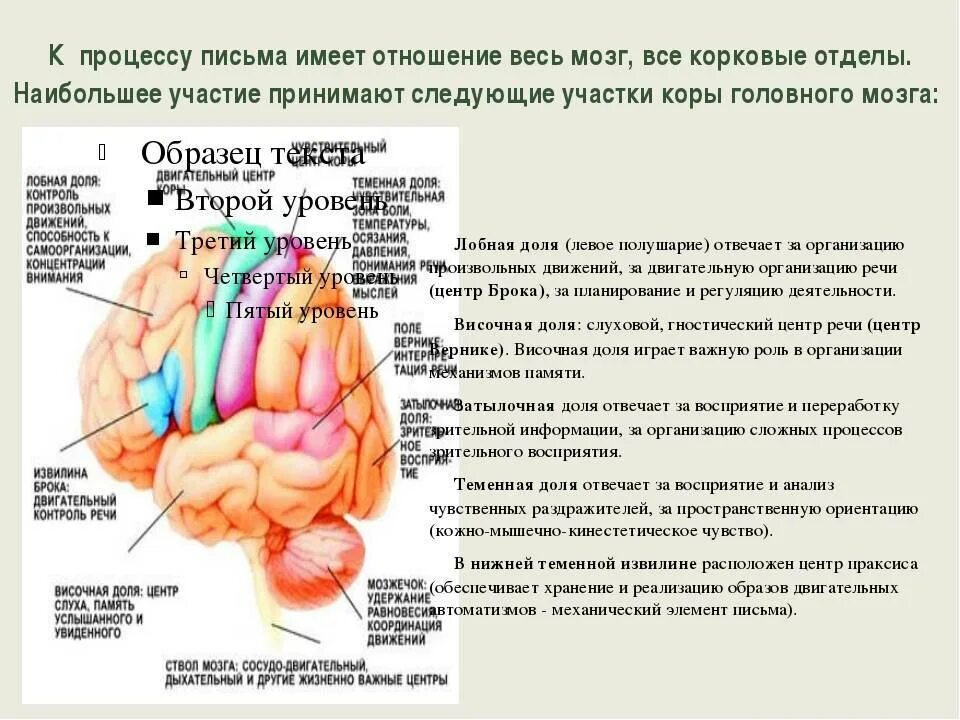 Корковые центры мозга. Зоны мозга отвечающие за письмо. Центры головного мозга. Отдел мозга отвечающий за речь. Речевой центр в головном мозге.