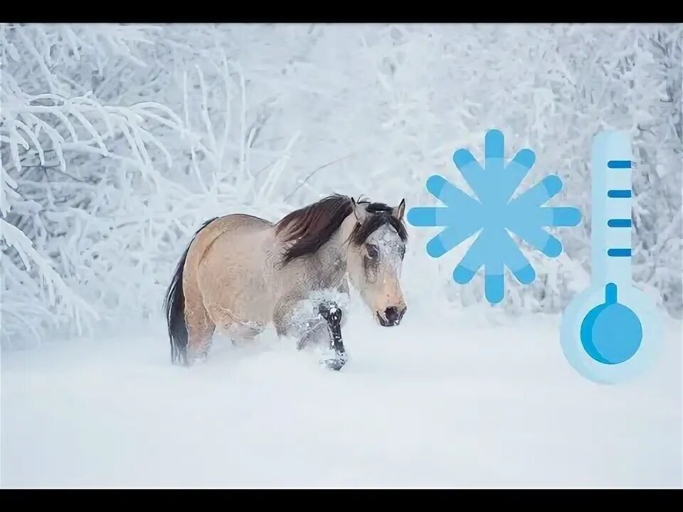 Однажды в студеную зимнюю лошадка прилипла. Ледяная лошадь. Однажды студеною зимней порою лошадка примерзла. Лошадка примерзла к забору.