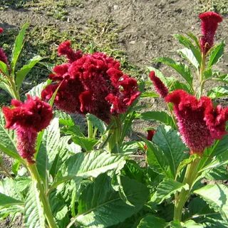 Целозия гребенчатая коралловый