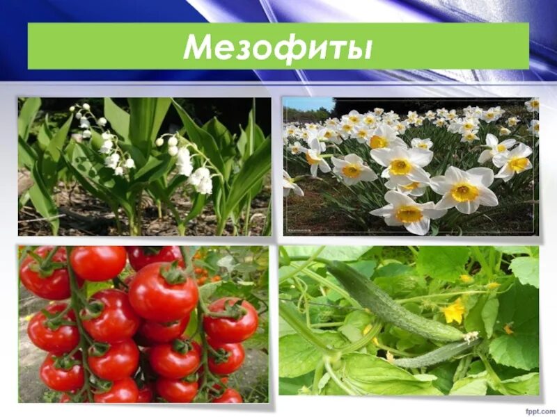 К мезофитам относятся растения. Мезофиты. растения мезофиты. мезофиты приспособления. экологические группы мезофиты.