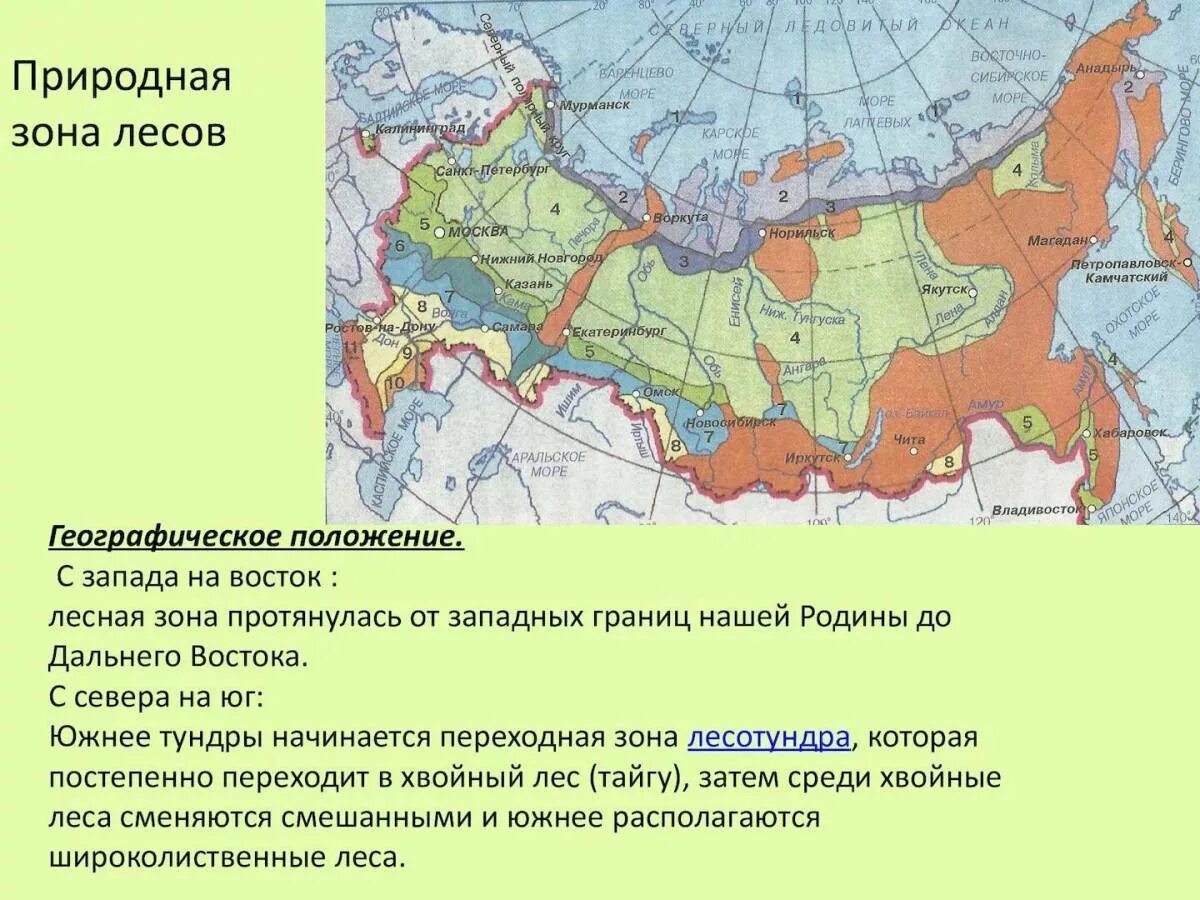 Наибольшая площадь природной зоны в россии