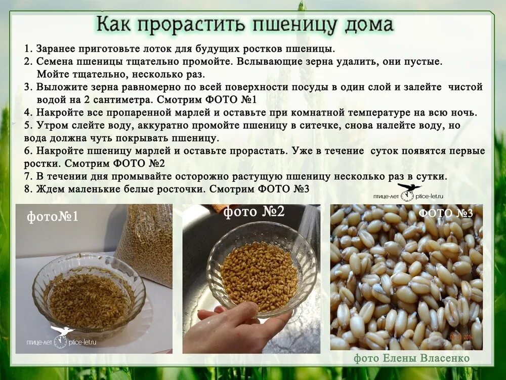 Надо ли проращивать семена. Как проращивать пшеницу в домашних условиях для еды. Проращивание пшеницы дома. Зерна пшеницы для проращивания. Пшеница для проращивания в пищу.