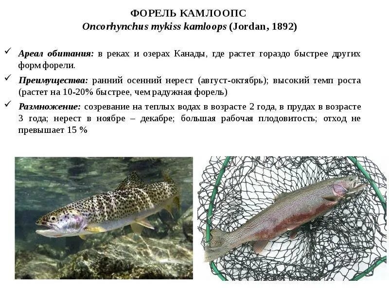 Форель ареал. Ареал обитания лосося в россии. Хариус ареал. Форель ареал. Ручьевая форель ареал обитания.