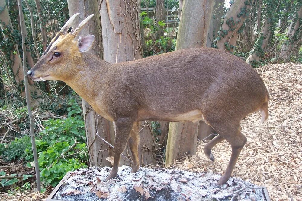 Африканский оленёк. Мышиный олень канчили. Яванский малый канчиль. Больших оленьков. Канчиль.