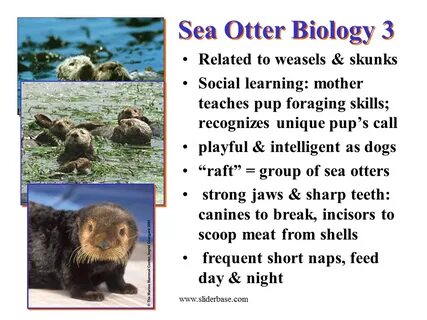 Otter перевод на русский