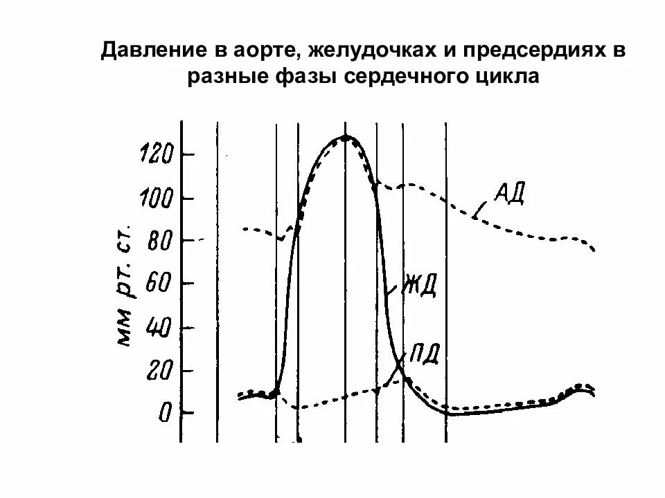 Схема сердечного цикла физиология. Сердечный цикл физиология давление. Сердечный цикл и его фазы график. Фазы сердечного цикла давление.