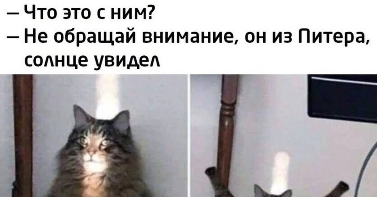 Кот на солнце Мем. Мемы про жителей Питера. Мемы про котов. Солнце кот прикольные.