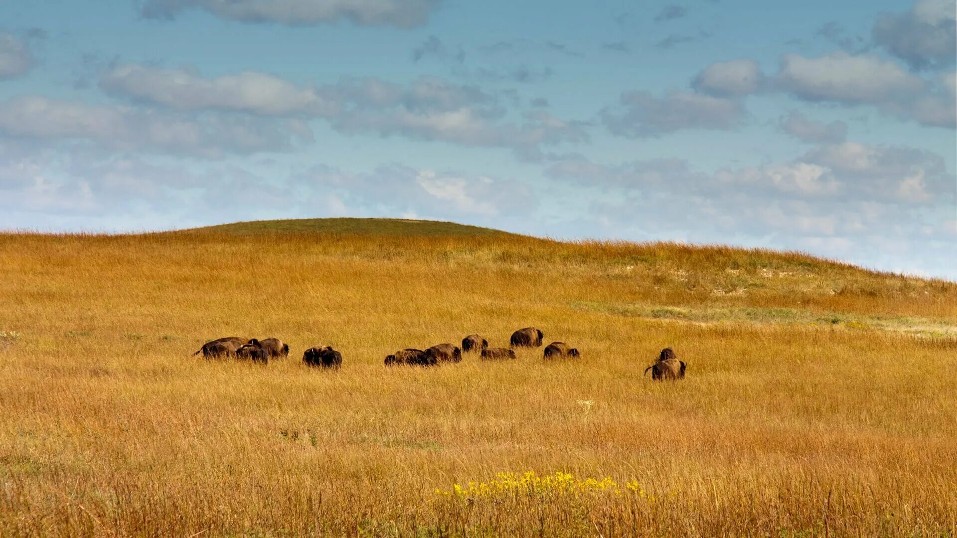 Обитатели нижнего яруса степи. Национальный заповедник Tallgrass Prairie. Национальный парк Грасслендс. Национальный парк Грасслендс, Канада. Ишимская степь степи.